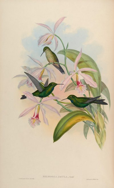 Heliodoxa jacula door John Gould